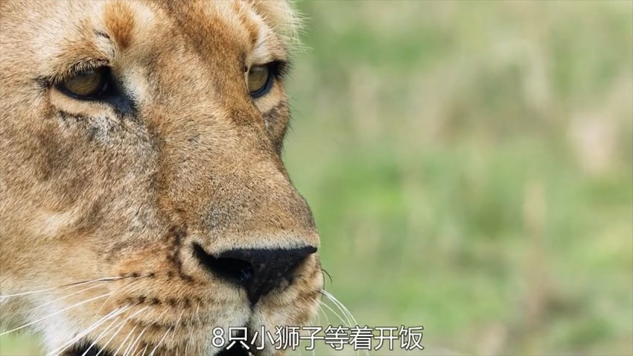 草原之王，狮子生存真相大揭秘