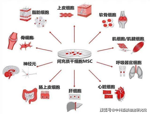 帕金森突破性研究，创新治疗策略的最新进展