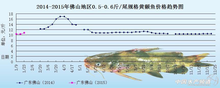 黄颡鱼价格动态，最新消息及未来趋势分析