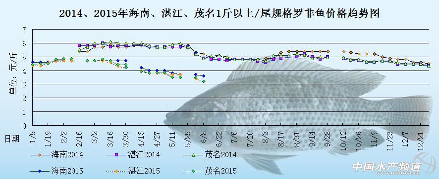 罗非鱼价格最新动态及市场走势与影响因素分析