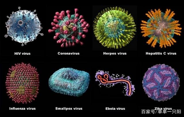 揭秘最新病毒名称，特性解析与防控策略探讨